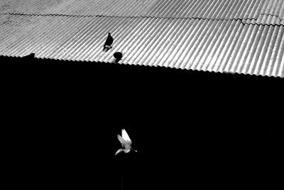 Low angle view of bird perching on the top of a house