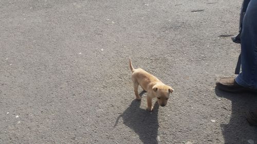 High angle view of dog standing on floor