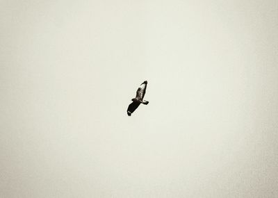 Low angle view of eagle flying against clear sky