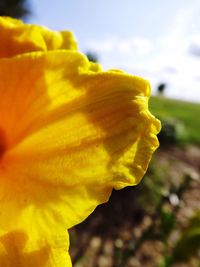 Macro shot of yellow rose flower