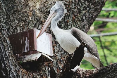 Close-up of bird perching on tree trunk