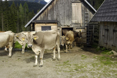 A cow herd on an alpine pasture