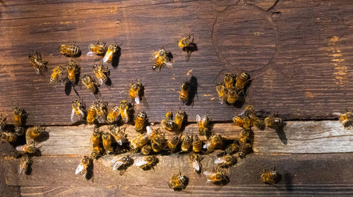 Bees flying into and out of old wooden bee hive 