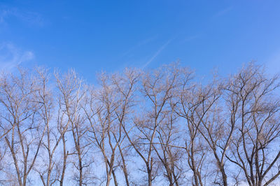 Low angle view of tree against clear blue sky