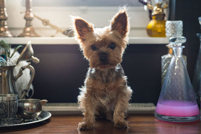 Close-up portrait of a dog