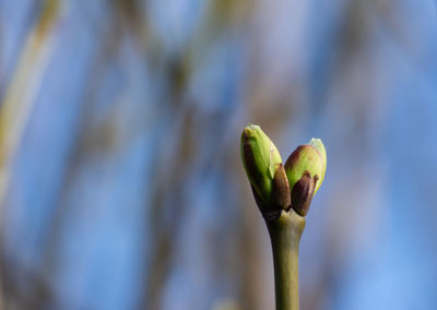 Close-up of flower bud