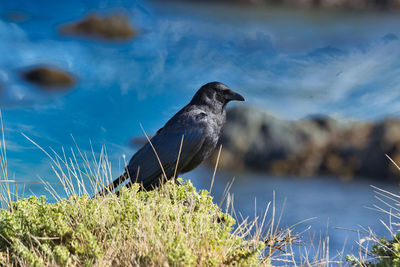 Bird perching on a lake