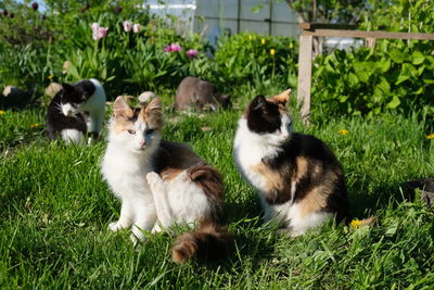 View of two cats on field