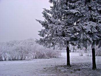 Bare trees on snow covered landscape