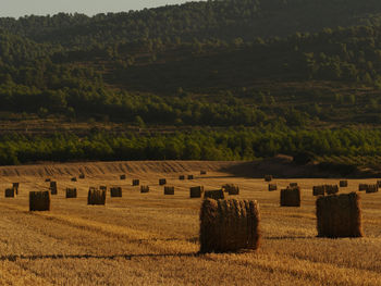 Hay bales on field