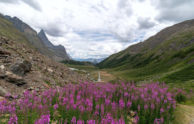 Scenic view of flowering plants on mountain against sky