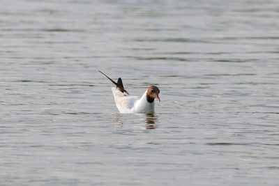 Ducks swimming in lake