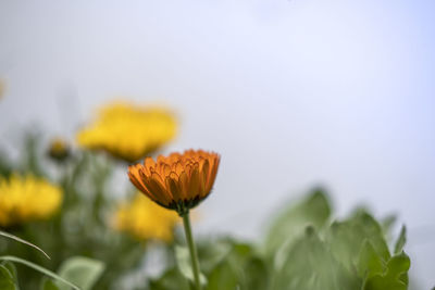 Flowering plants in a garden during spring