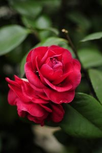 Close-up of red rose blooming outdoors