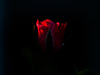 Close-up of red rose against black background