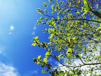 Low angle view of flowering tree against sky