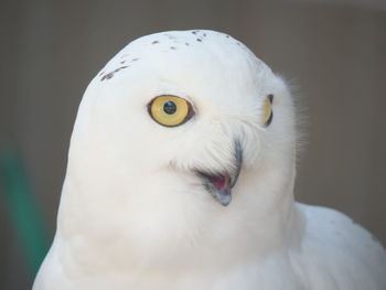 Close-up of a bird