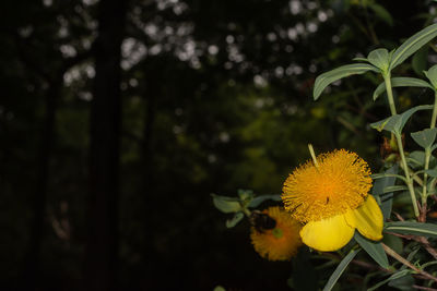 plant