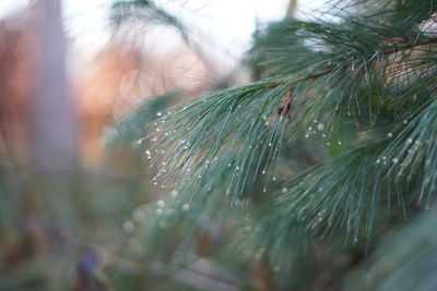 Close-up of wet pine tree