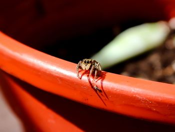 Close-up of insect on red leaf