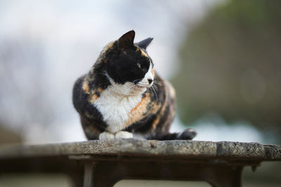 Close-up of calico cat sitting on wooden bench