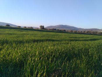 Scenic view of agricultural field against clear sky