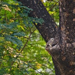 View of an animal on tree trunk