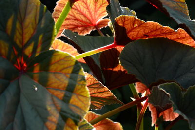 Close-up of orange leaves