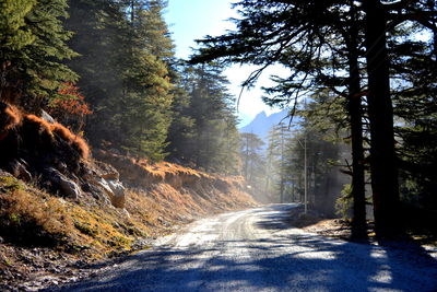 Dirt road amidst trees against sky