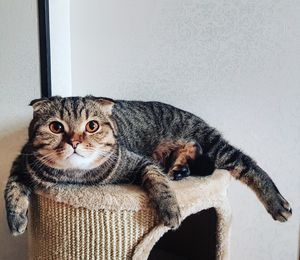 Portrait of a cat resting on wall at home