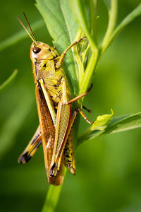 Close-up of grasshopper on plant