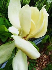 Close-up of white flowers