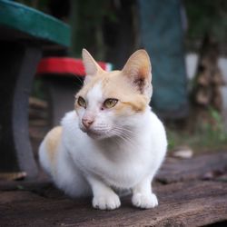 Close-up portrait of cat sitting outdoors