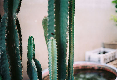 Close-up of succulent plant during winter