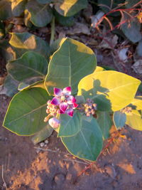 Close-up of flowers blooming outdoors