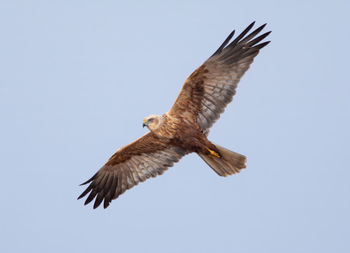 Low angle view of eagle flying against clear sky