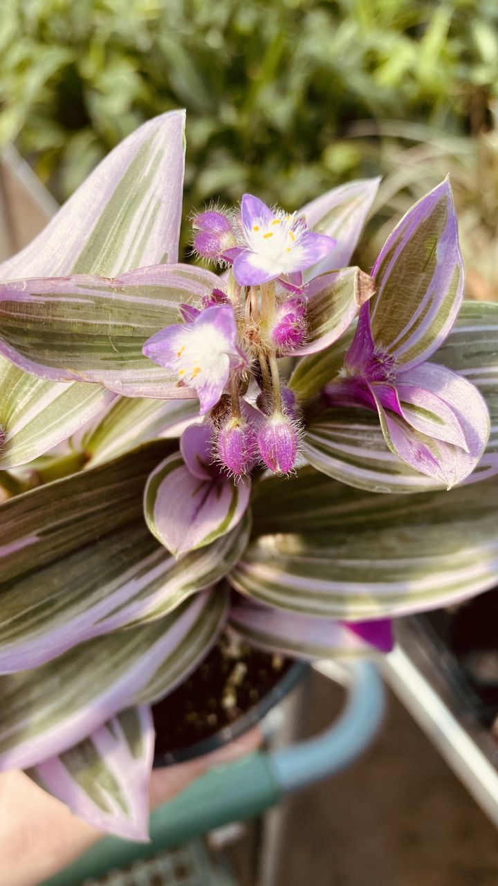 CLOSE-UP OF PURPLE FLOWER