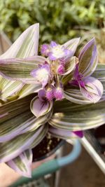 Close-up of purple flowering plant