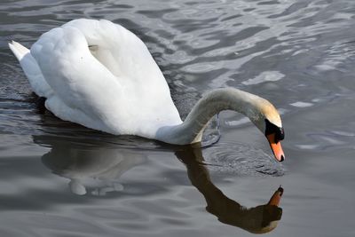 Swan swimming on lake