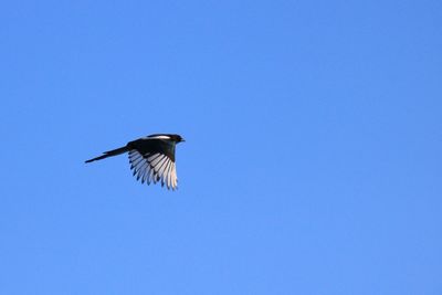 Low angle view of bird flying against blue sky