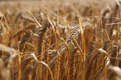 Close-up of stalks in field