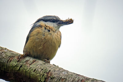 Low angle view of owl perching on branch against sky