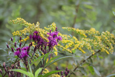 Close-up of purple flowering plant