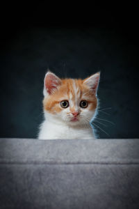 Close-up portrait of cat