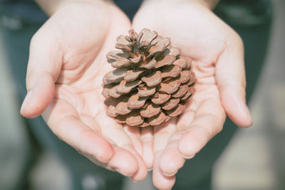 Close-up of hand holding pine cone