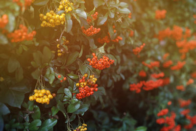 Close-up of red berries on plant