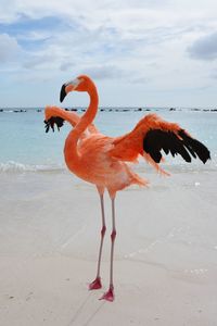 View of a bird on beach