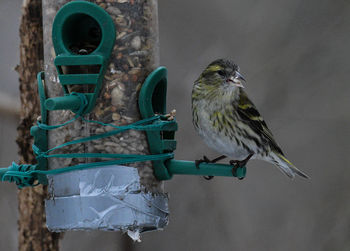 Bird perching on a feeder