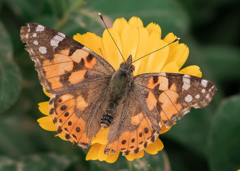 Close-up of butterfly pollinating on yellow flower