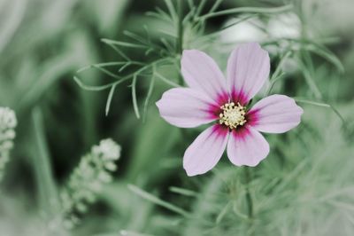 Close-up of pink flower blooming outdoors